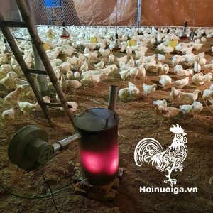 hướng dẫn kỹ thuật úm gà con