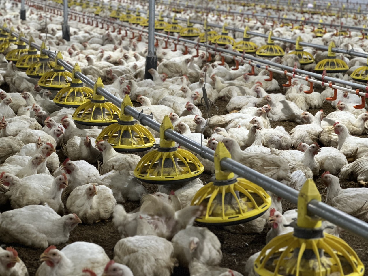 mang-an-cho-ga-tu-dong-cho-ga-trang-2