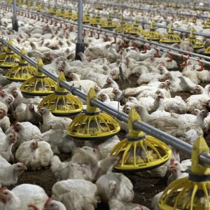 Máng cho gà ăn thông minh - Tối ưu chi phí nhân công cho gà ăn tự động