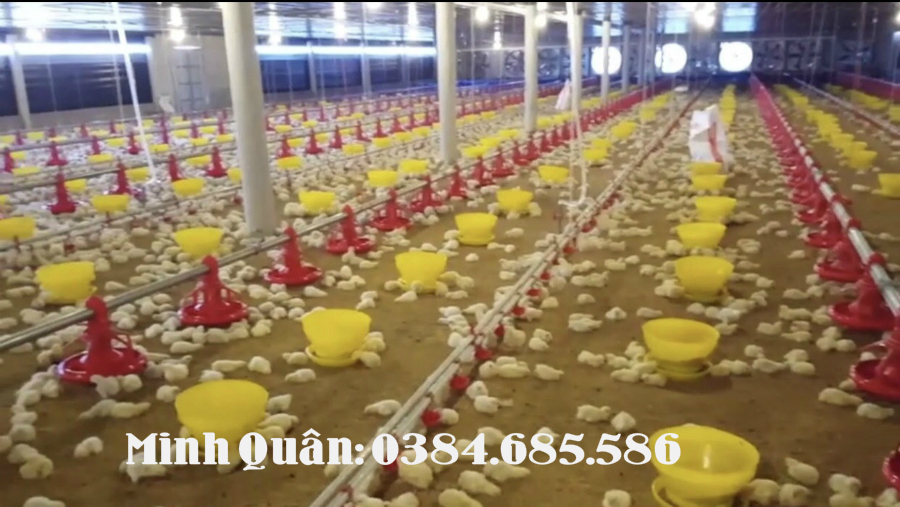 mang-an-tu-dong-cho-ga-he-thong-mang-an-cho-ga Máng ăn cho gà Cách chọn máng ăn cho gà tốt nhất trên thị trường