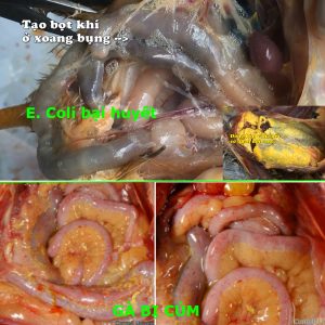 Cách nhận biết các bệnh của Gà !