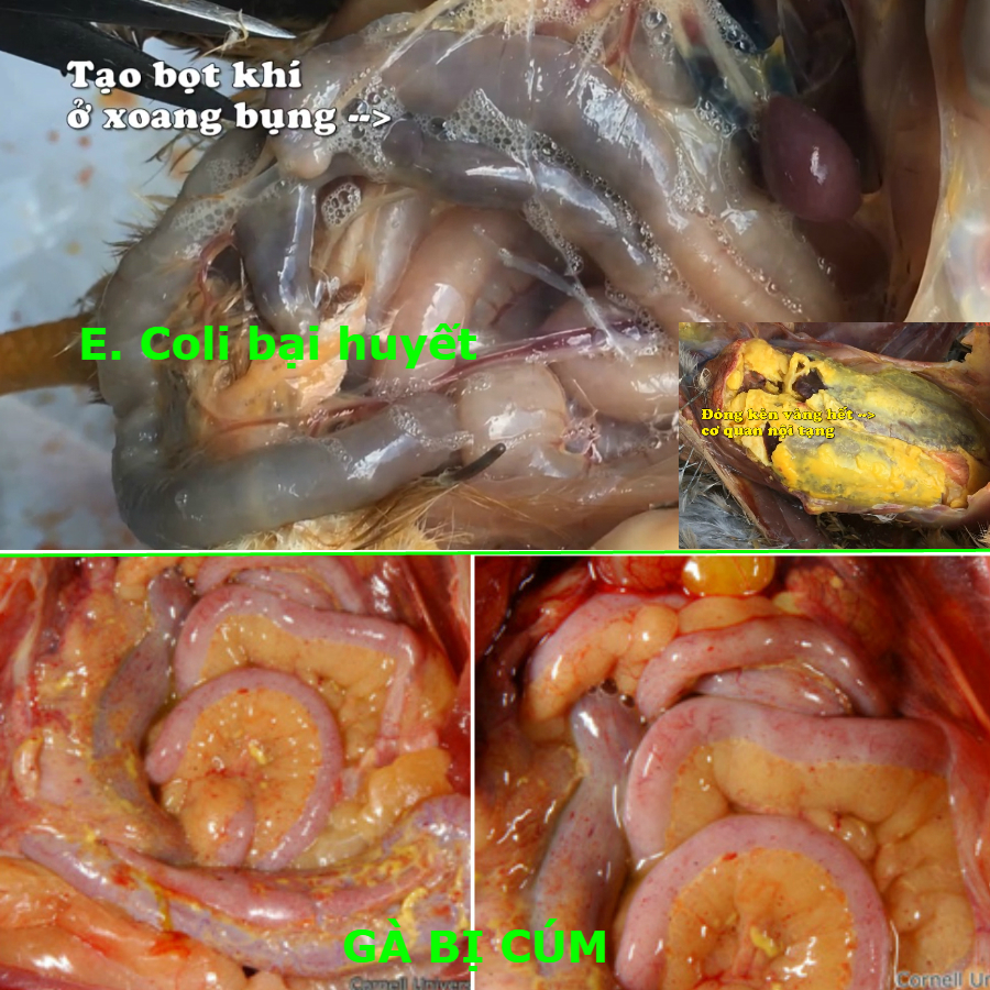 Cách nhận biết các bệnh của Gà !