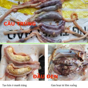 Cách chẩn đoán các bệnh của Gà