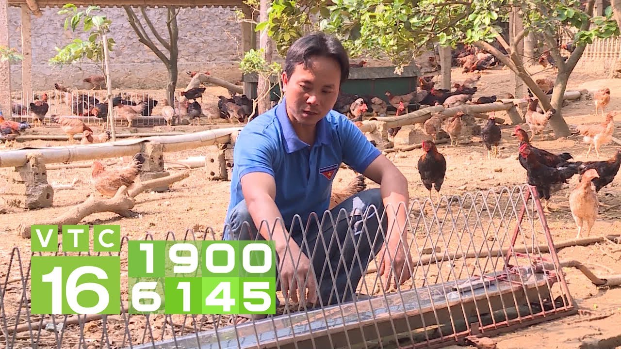 maxresdefault-2 Máng ăn cho gà Cách chọn máng ăn cho gà tốt nhất trên thị trường