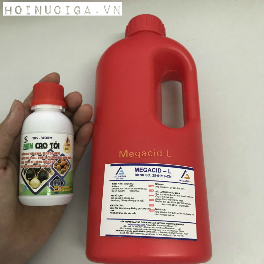 men-cao-toi-tks-megacid-l men tiêu hóa cao tỏi TKS và axit hữu cơ megacid L