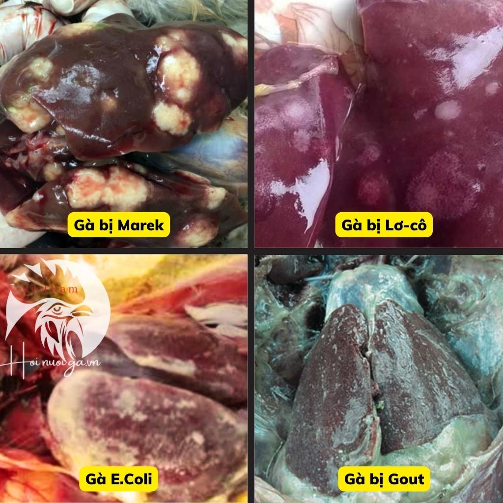 mo-kham-cho-ga-vit-gan-ga-bi-gi-cac-benh-cua-ga-hoi-nuoi-ga-viet-nam mổ khám cho gà vịt - ga gà bị nổi cục là bị bệnh gì - hội nuôi gà việt nam
