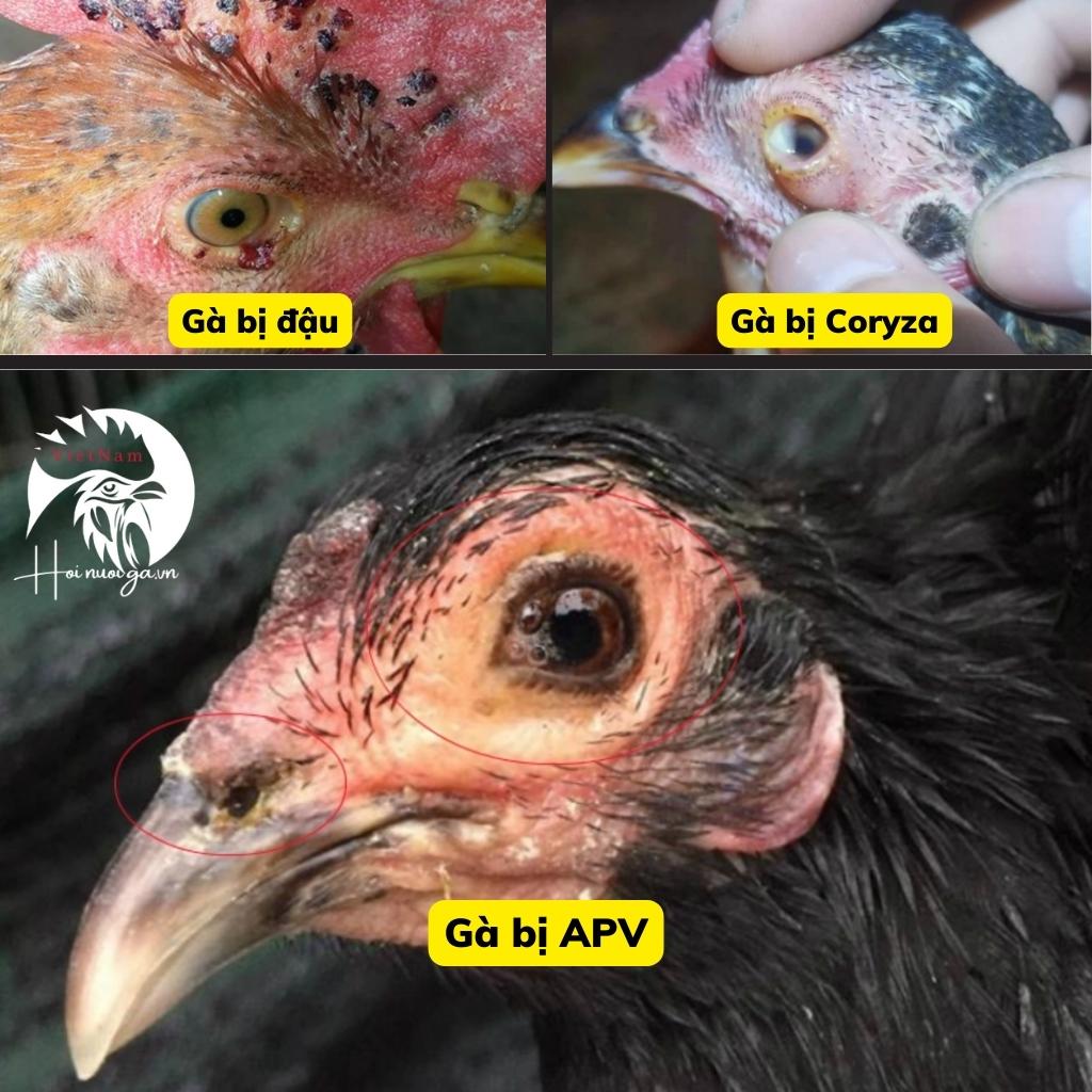 mo-kham-ga-cac-benh-cua-ga cách mổ khám gà - gà bị bệnh ở mắt là bệnh gì - hội nuôi gà việt nam