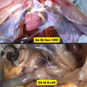 mổ khám gà - cách tìm bệnh của gà bệnh e.coli bệnh crd ccrd - hội nuôi gà việt nam