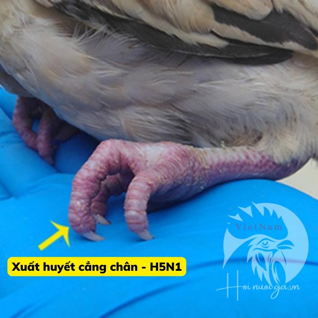mo-kham-ga-chan-xuat-huyet-mau-do-la-benh-h5n1