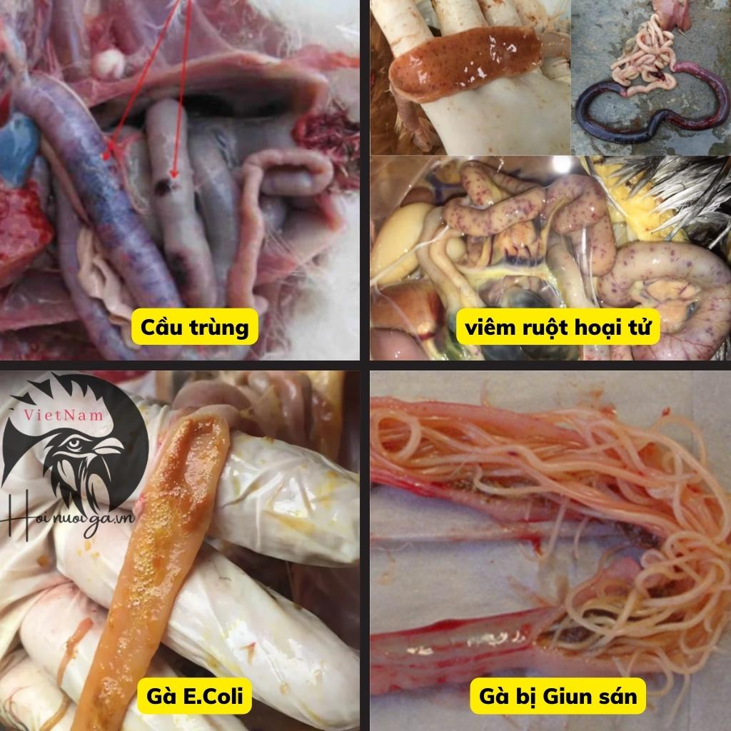 mo-kham-ga-ruot-ga-bi-cau-trung-viem-ruot-hoai-tu-e-coli-giun-san-hoi-nuoi-ga-viet-nam mổ khám gà - ruột gà bị cầu trùng, viêm ruột hoại tử e coli và giun sán- hội nuôi gà việt nam