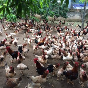 Kỹ Thuật Nuôi Gà Mía Và Bài Thuốc Thảo Dược Phòng Bệnh