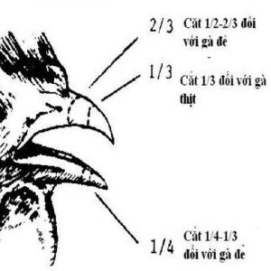Hướng dẫn kỹ thuật cắt mỏ gà