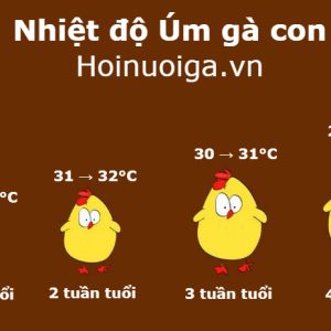nhiệt độ úm gà con