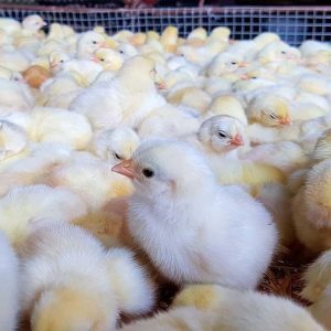 Kỹ Thuật Nuôi Gà Mía Và Bài Thuốc Thảo Dược Phòng Bệnh