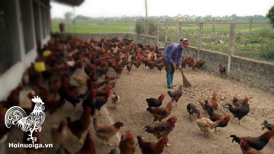 nuoi-ga-tren-san-cat-cach-lam-chuong-nuoi-ga