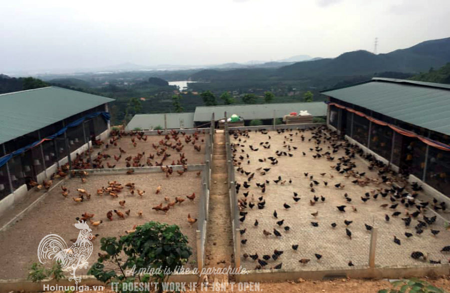 nuoi-ga-tren-san-cat-fe48931d-35e5-4c69-b626-6b168c14e06a