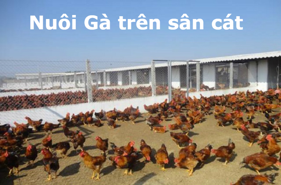 nuoi-ga-tren-san-cat