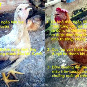 Bệnh ORT ( Bệnh Viêm Phổi ở Gà)