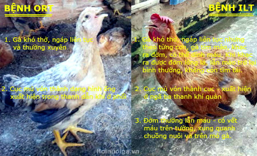 phan-biet-benh-ilt-ort-3-3 gà bị bệnh vẩy mỏ ort