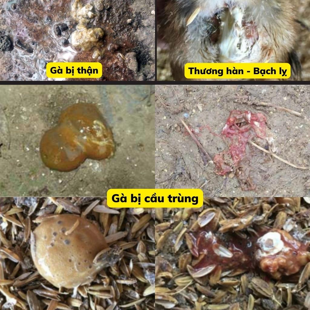 phan-ga-bi-benh-gi-2 mổ khám gà- phân gà bị cầu trùng