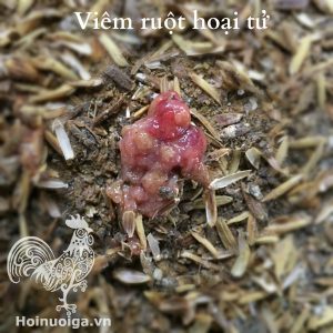 Chuẩn đoán bệnh của Gà qua Phân