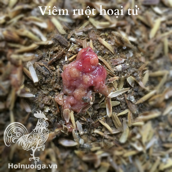 Chuẩn đoán bệnh của Gà qua Phân