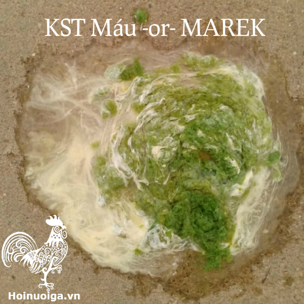 phan-ga-bi-benh-gi-phan-ga-bi-benh-marek-ky-sinh-trung-mau