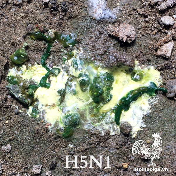 phan-ga-bi-benh-h5n1