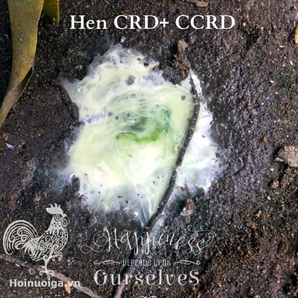 phan-ga-bi-benh-hen-crd-ccrd