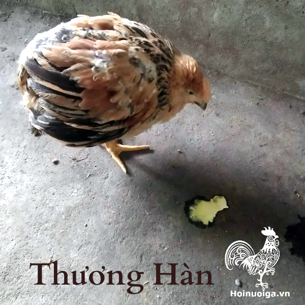 phan-ga-bi-benh-thuong-han-3