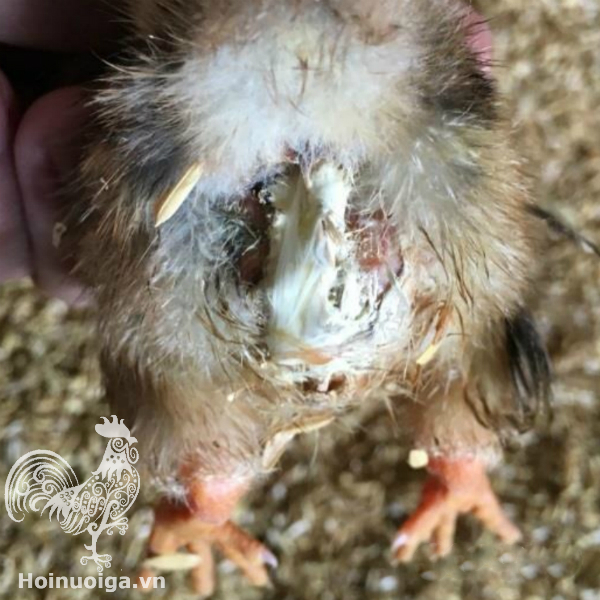 phan-ga-bi-benh-thuong-han-ga-bi-benh-gi