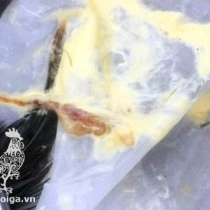 Chuẩn đoán bệnh của Gà qua Phân