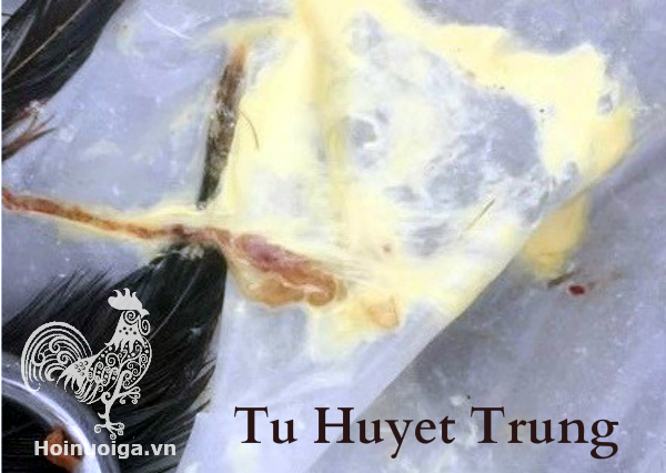 phan-ga-bi-benh-tu-huyet-trung-54838a06-900f-4b9f-99fc-4c127558b004