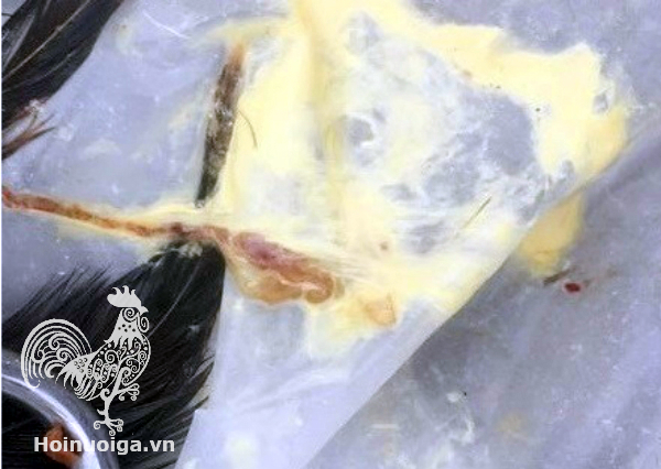 Chuẩn đoán bệnh của Gà qua Phân