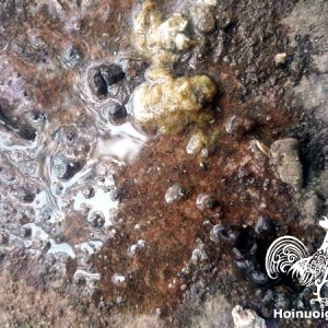 Chuẩn đoán bệnh của Gà qua Phân