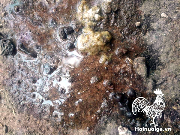 Chuẩn đoán bệnh của Gà qua Phân