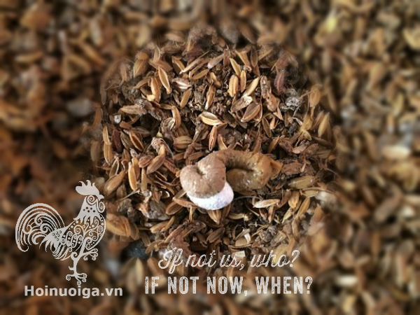 phan-ga-khong-bi-benh-gi