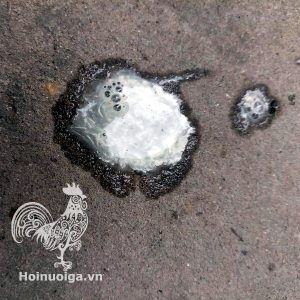 Chuẩn đoán bệnh của Gà qua Phân