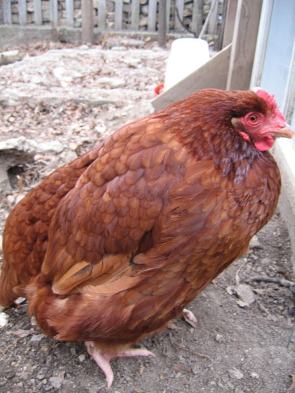 Bệnh thiếu canxi ở gà