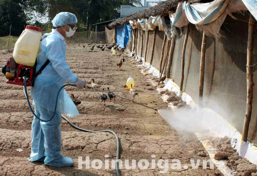Bệnh Cúm Gia Cầm ( H5N1, H7N2,...)
