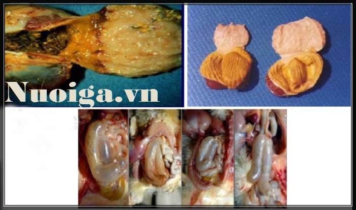 roi-loan-tieu-hoa-o-ga-1 rối loạn tiêu hóa ở gà