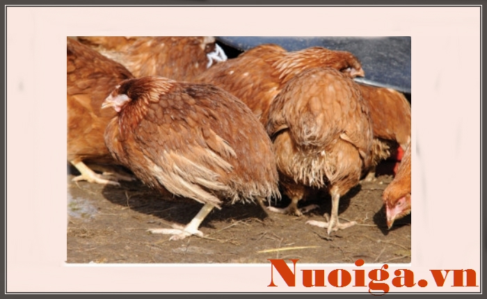 roi-loan-tieu-hoa-o-ga-11-1 tiêu hóa ở gà
