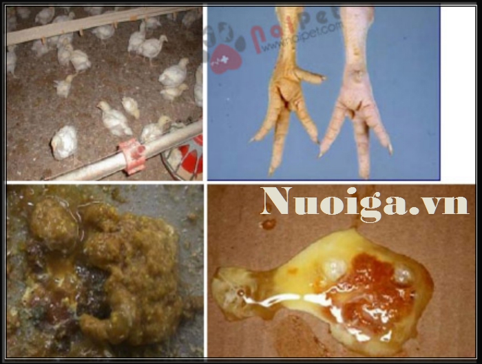 roi-loan-tieu-hoa-o-ga rối loạn tiêu hóa ở gà