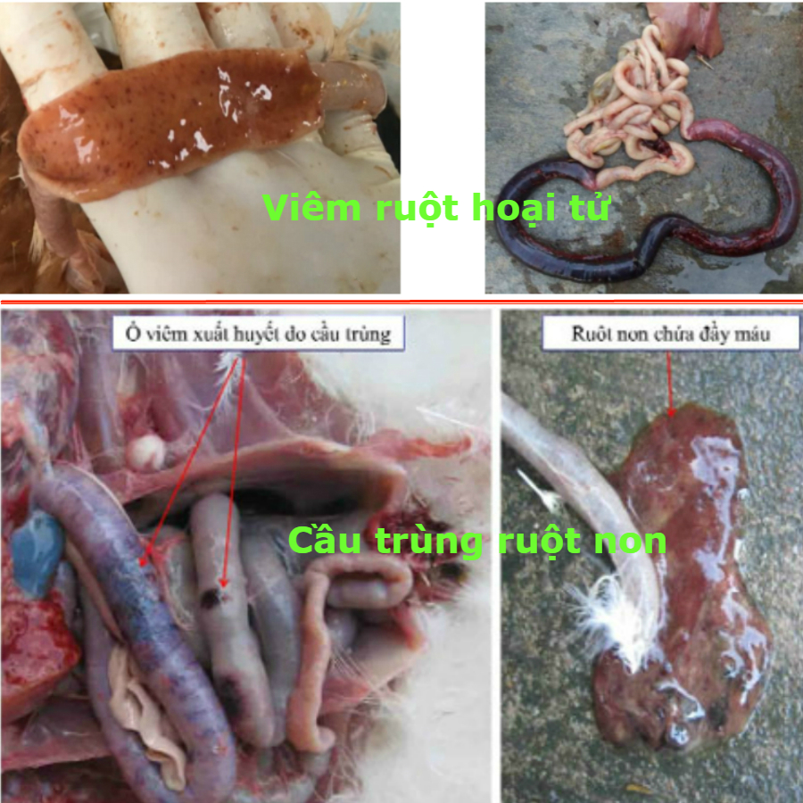 Cách nhận biết các bệnh của Gà !