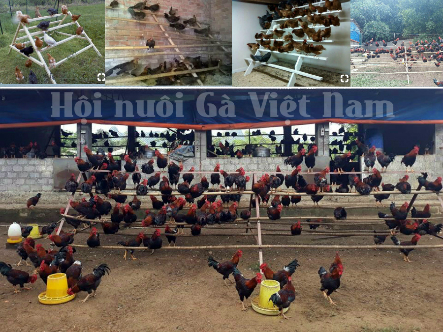 sap-dau-cho-ga-hinh-thang-3 sạp đậu cho gà hình thang