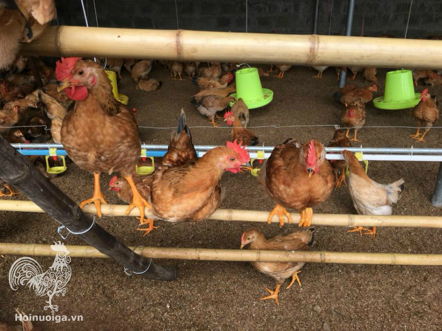 sap-dau-cho-ga-hinh-thang-43ece215-b5b4-48ef-aff4-a80c6938111f