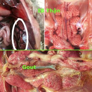 Cách nhận biết các bệnh của Gà !