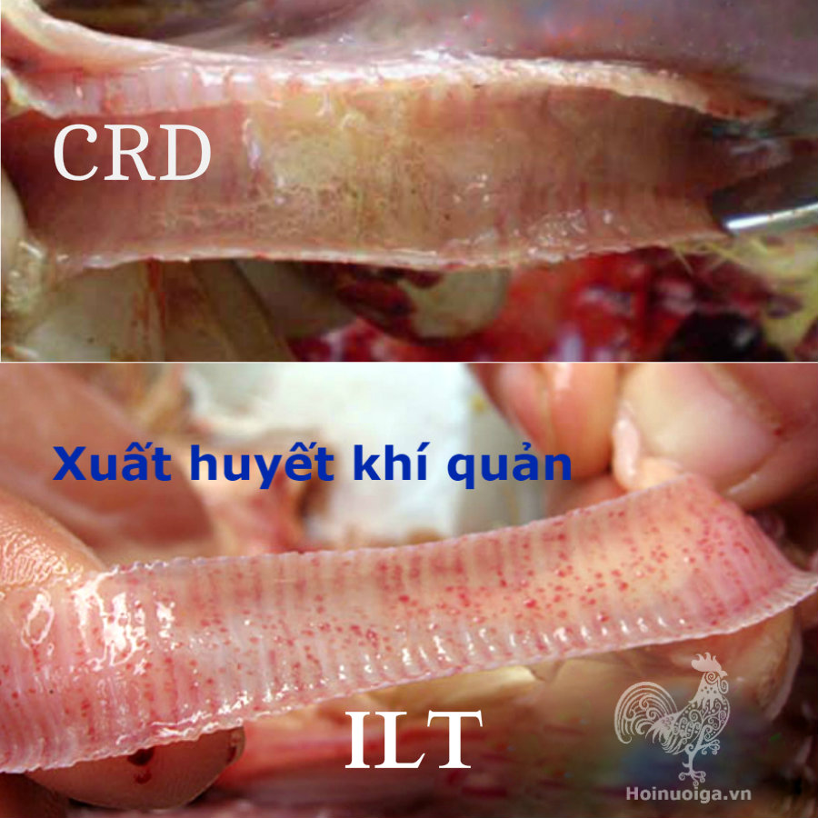 Cách nhận biết các bệnh của Gà !