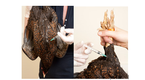 tiem-vacxin-cho-ga1 tiêm phòng vác xin cho gà