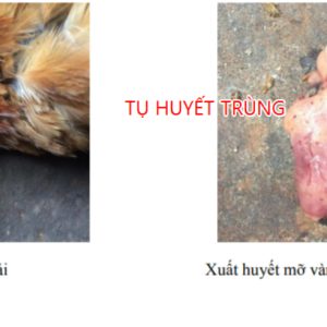 Cách chẩn đoán các bệnh của Gà